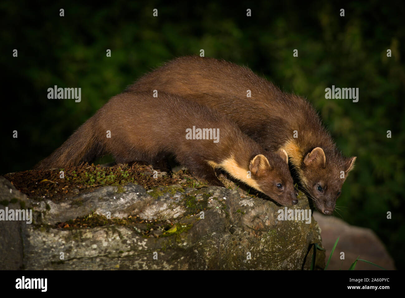Two pine marten at night Stock Photo