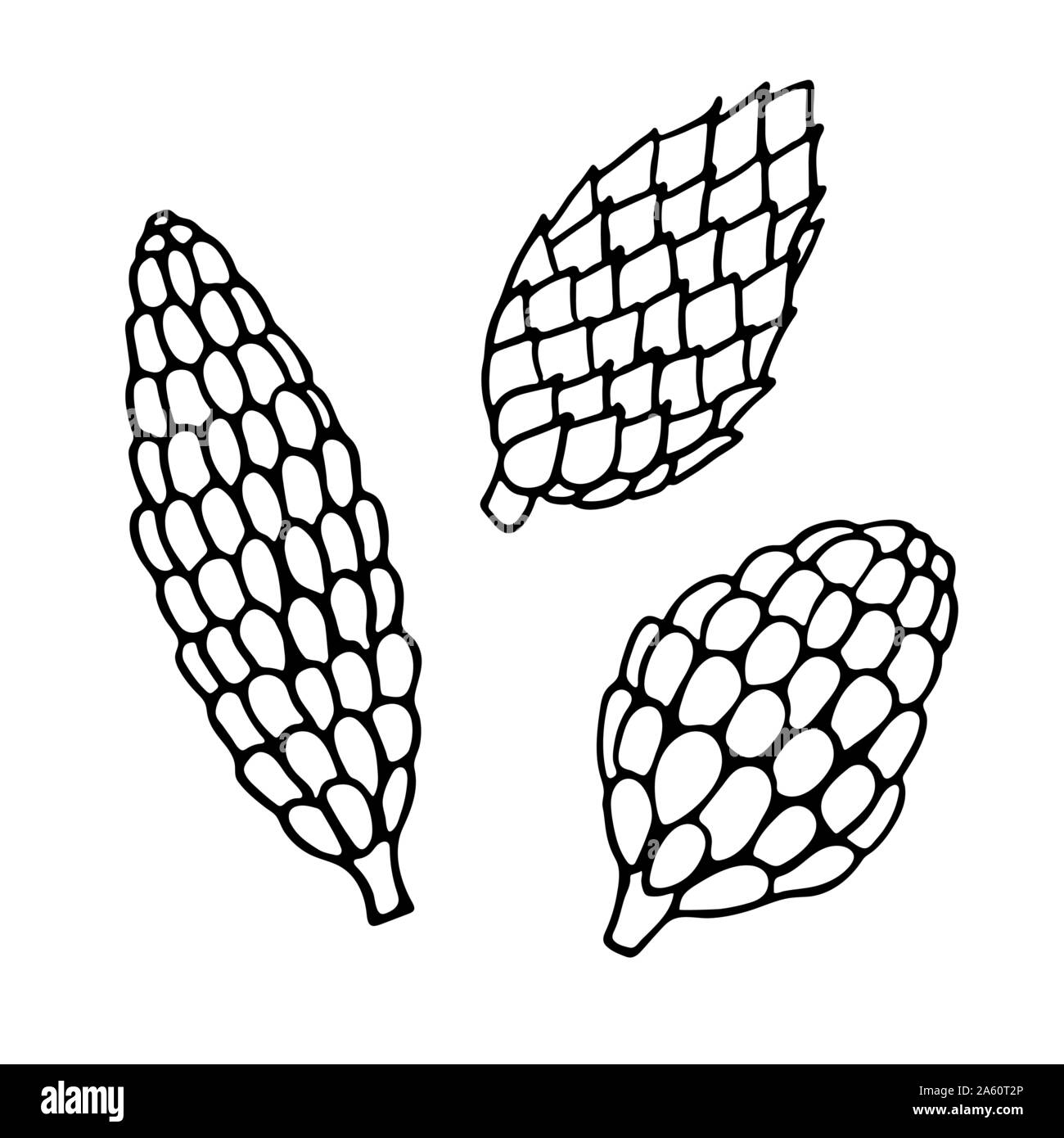 Vector hand drawn outline illustration of pine or fir cone set. Black contour doodle, line art style. New Year and Christmas decoration. Coloring book Stock Vector