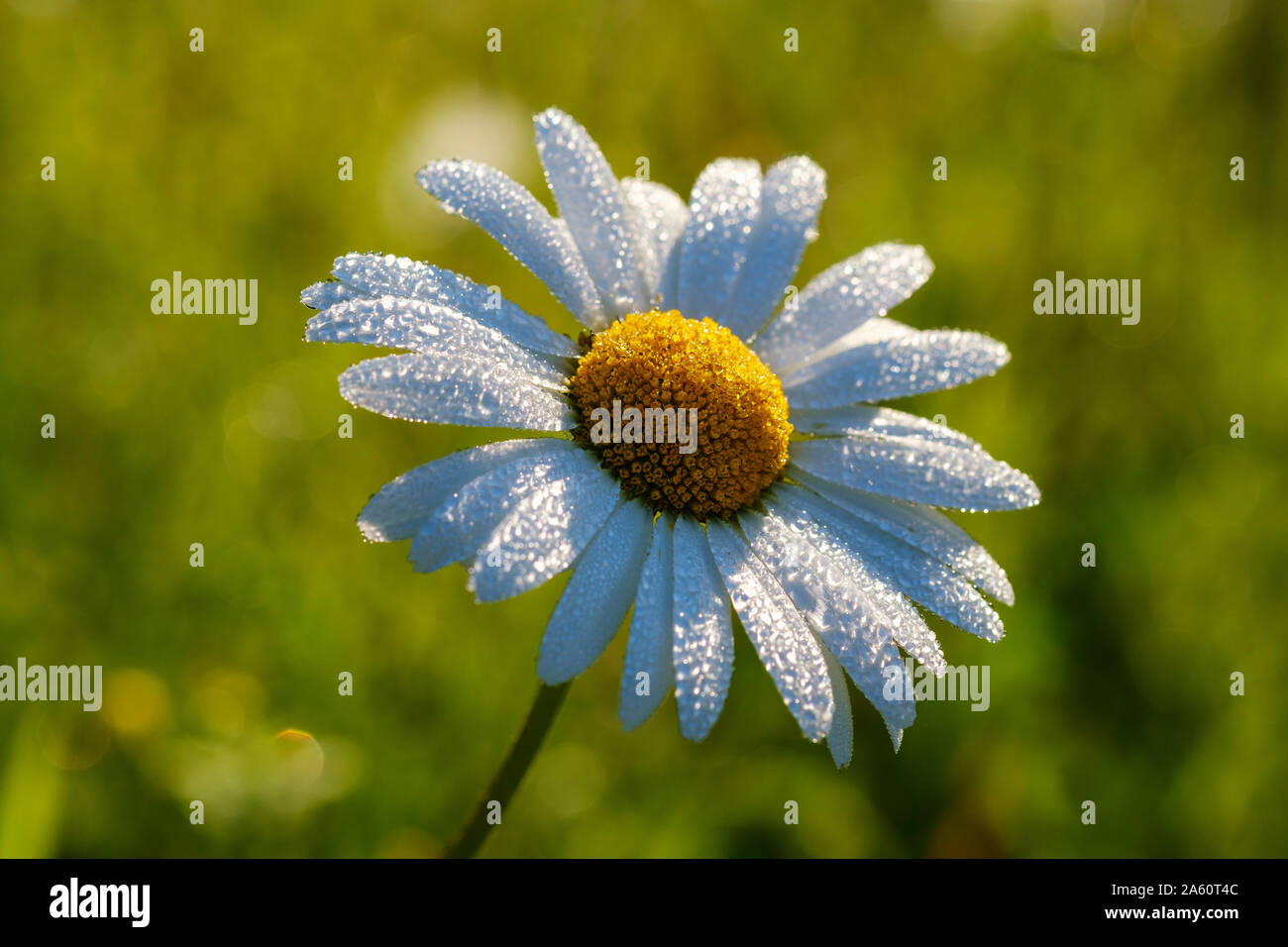Close-up of wet white daisy blooming outdoors, Bavaria, Germany Stock Photo