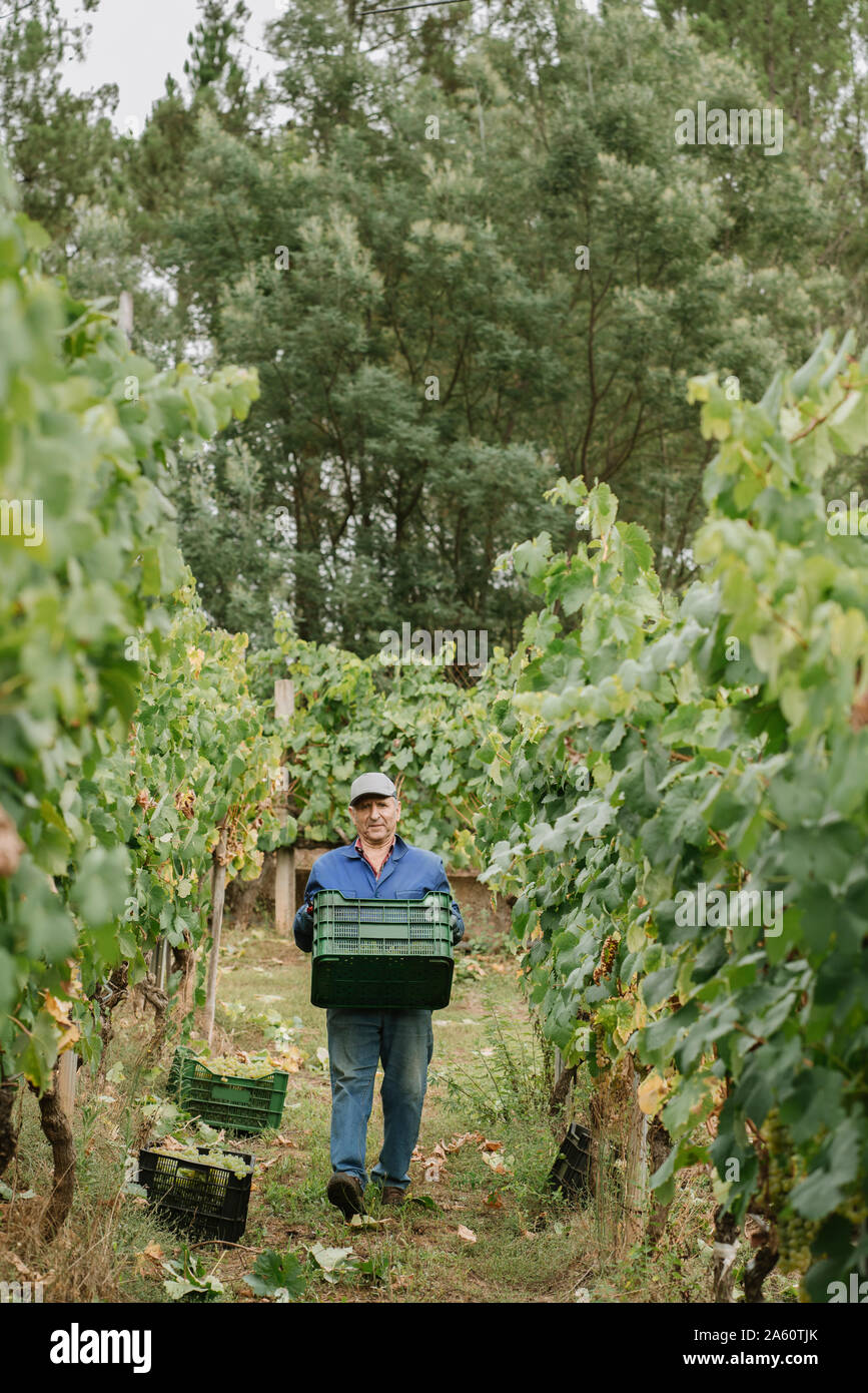 Man carrying a box in a vineyard Stock Photo - Alamy