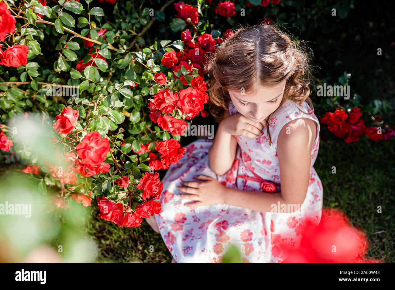 Girl sitting beside red rosebush on a meadow Stock Photo