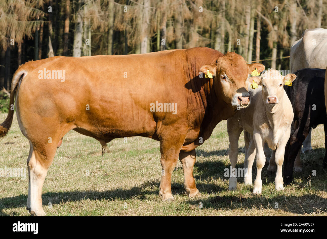 Bos taurus, Cattle on a pasture in in Germany Stock Photo Alamy
