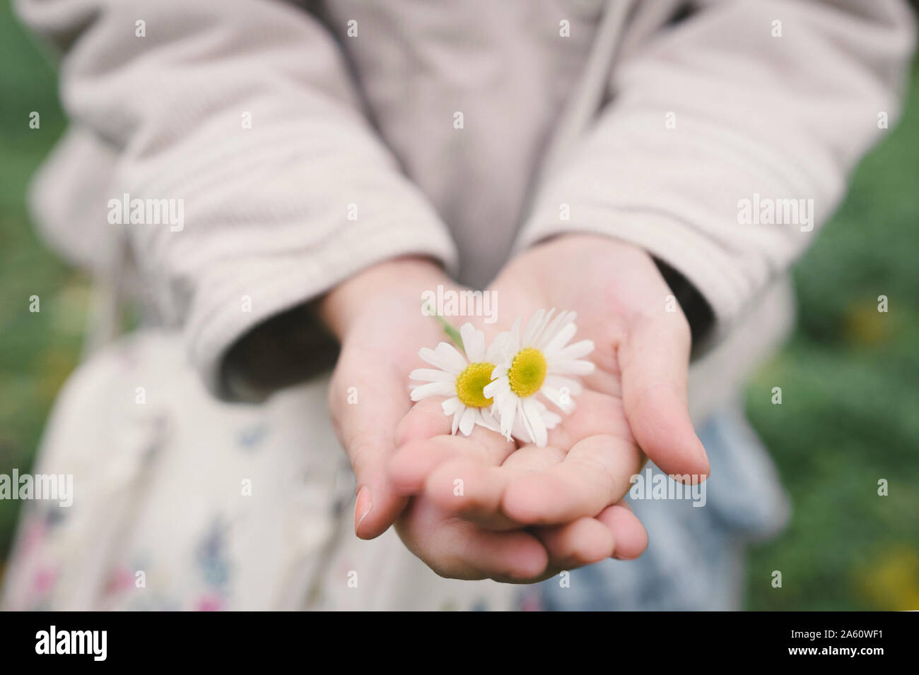 Little girl's hands holding two flowerheads of wearing Chamomil, close-up Stock Photo