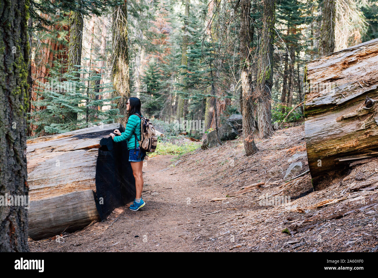 Giant sequoia person hires stock photography and images Alamy