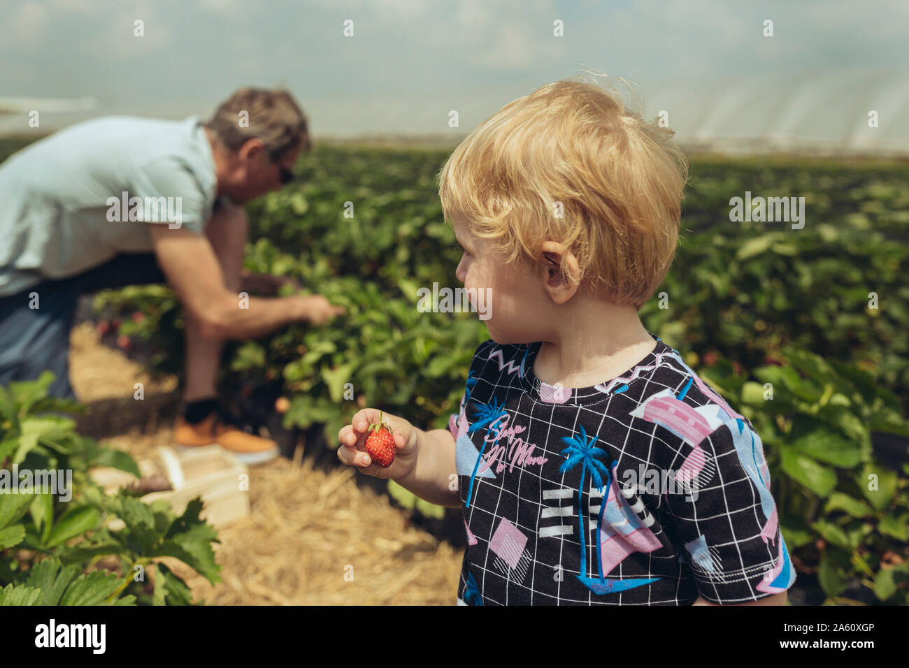 Father and son picking strawberries in strawberry plantation Stock Photo