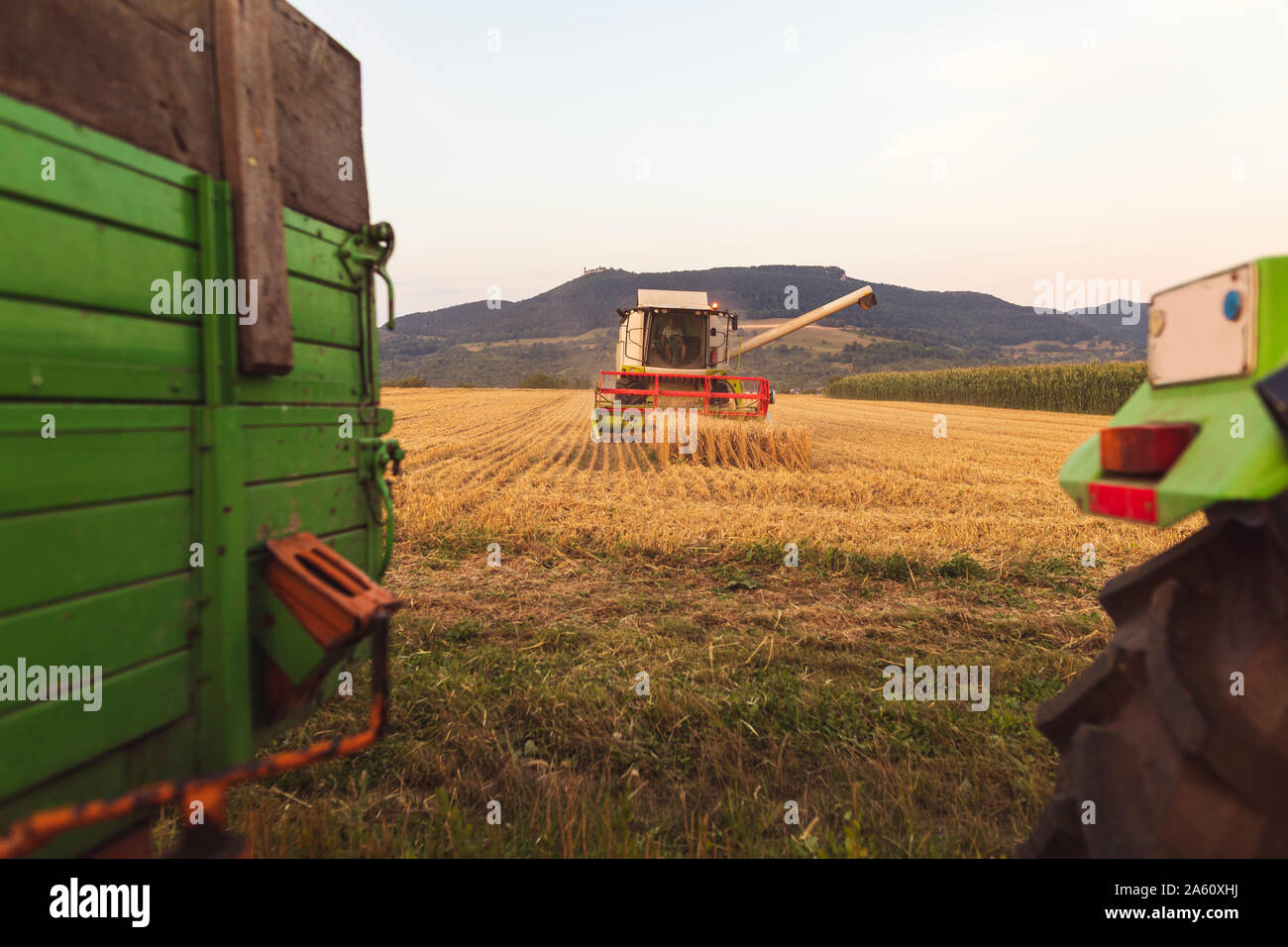 Organic farming, wheat field, harvest, combine harvester in the evening Stock Photo