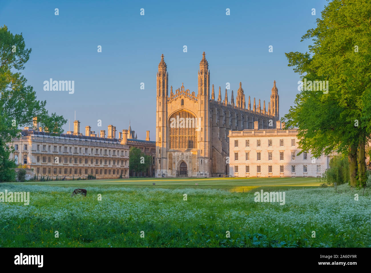 King's College, King's College Chapel, The Backs, Cambridge, Cambridgeshire, England, United Kingdom, Europe Stock Photo