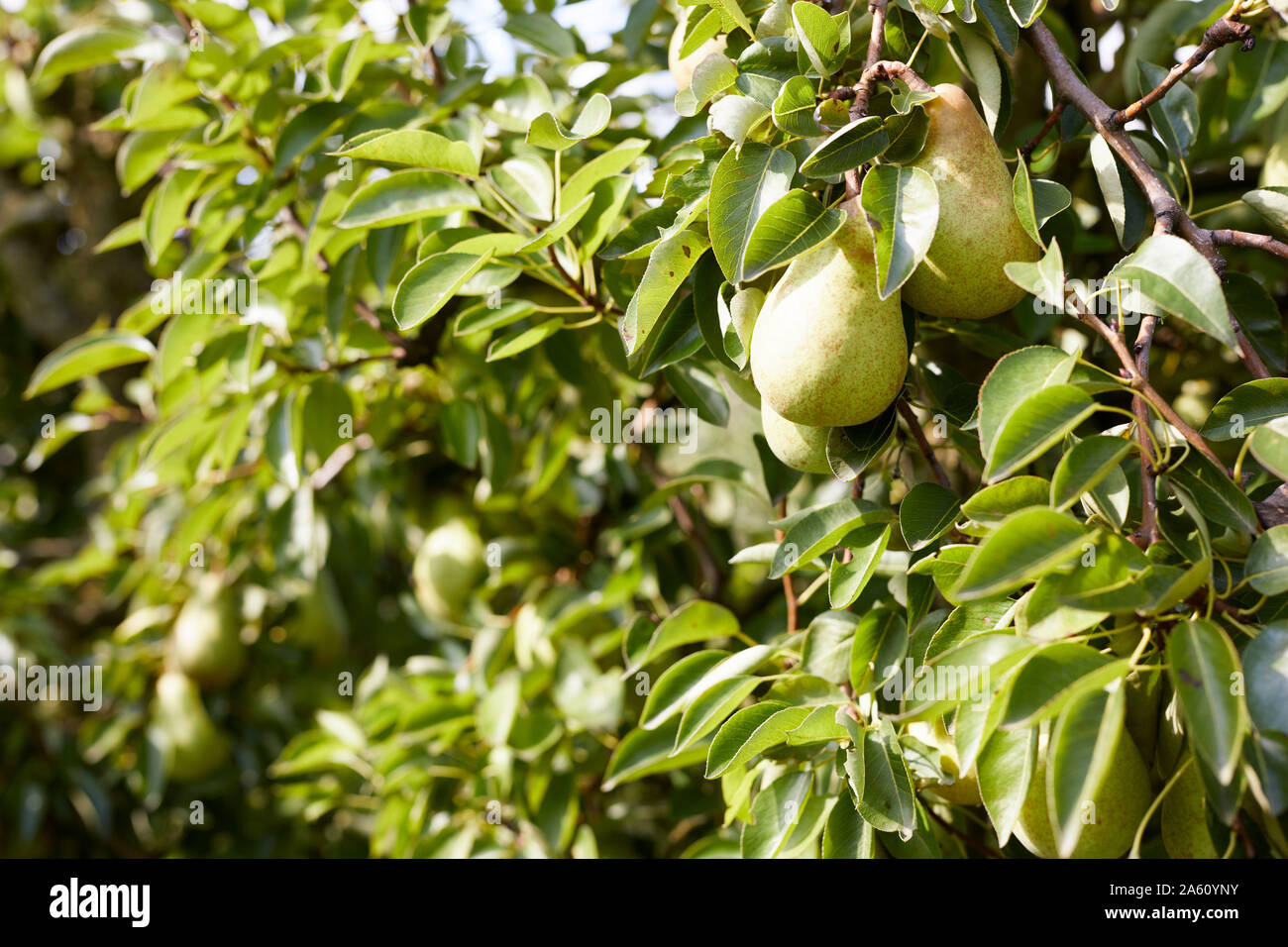 Pear williams tree hi-res stock photography and images - Alamy