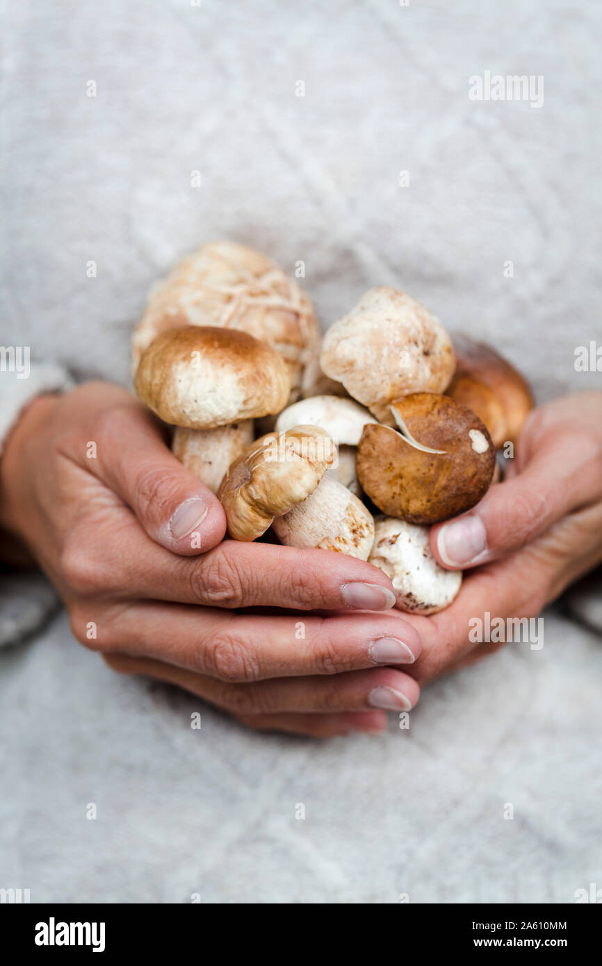Close-up of woman holding fresh porcinis Stock Photo