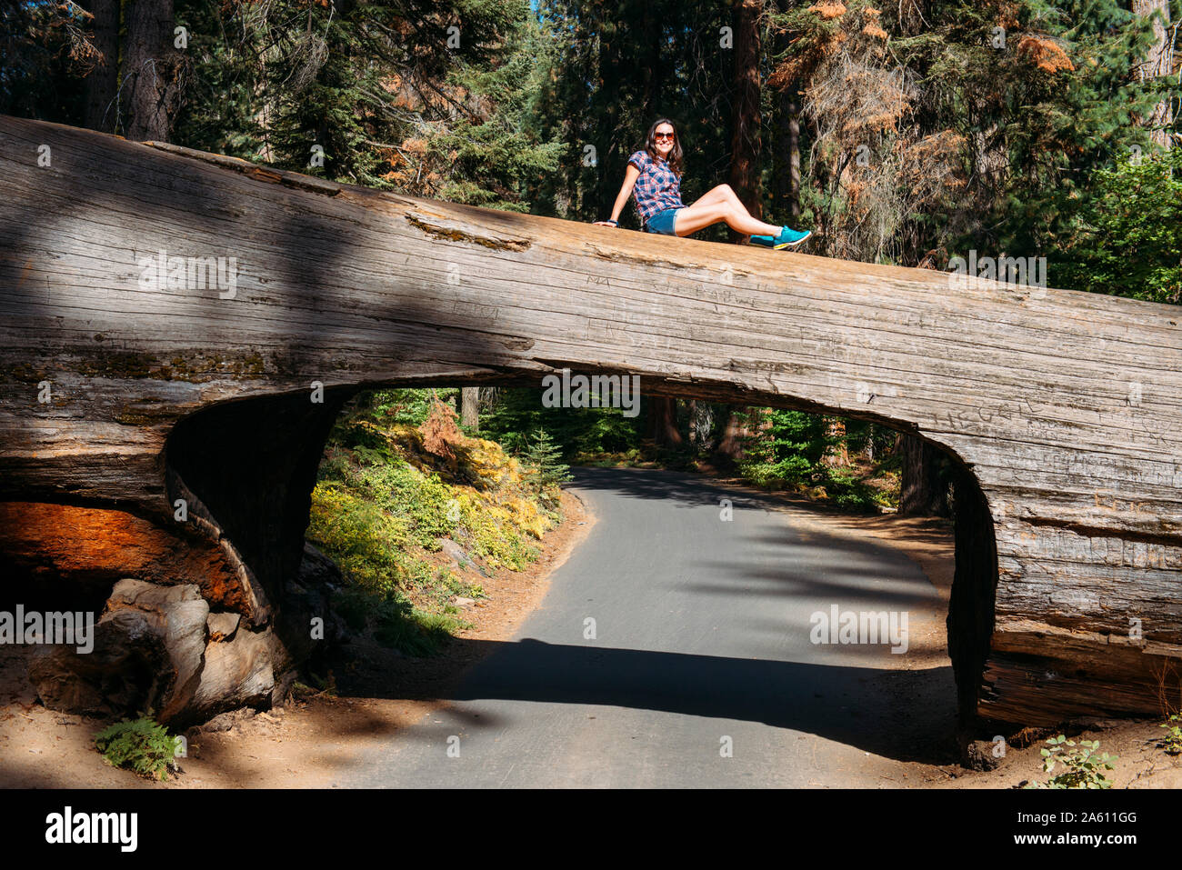 Woman sitting on top of a Tunnel Log in Sequoia National Park, California, USA Stock Photo