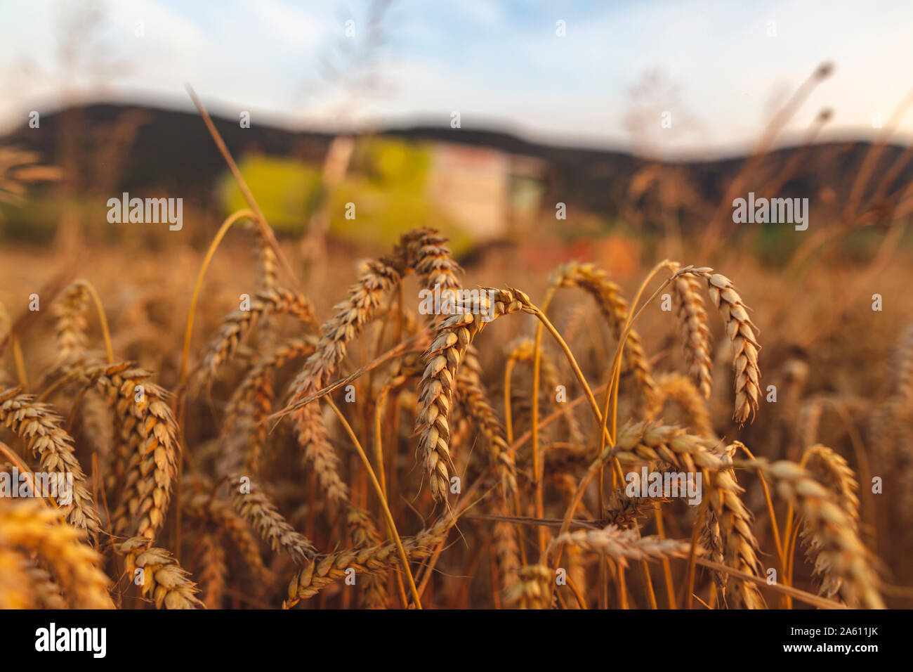 Organic farming, wheat field, harvest, combine harvester in the evening Stock Photo