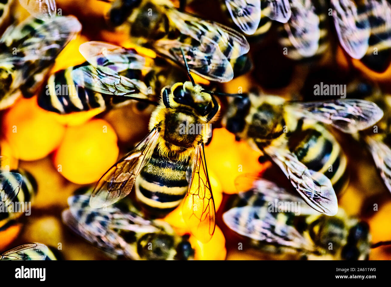 Close Up Bees And Honeycomb High Resolution Stock Photography and ...