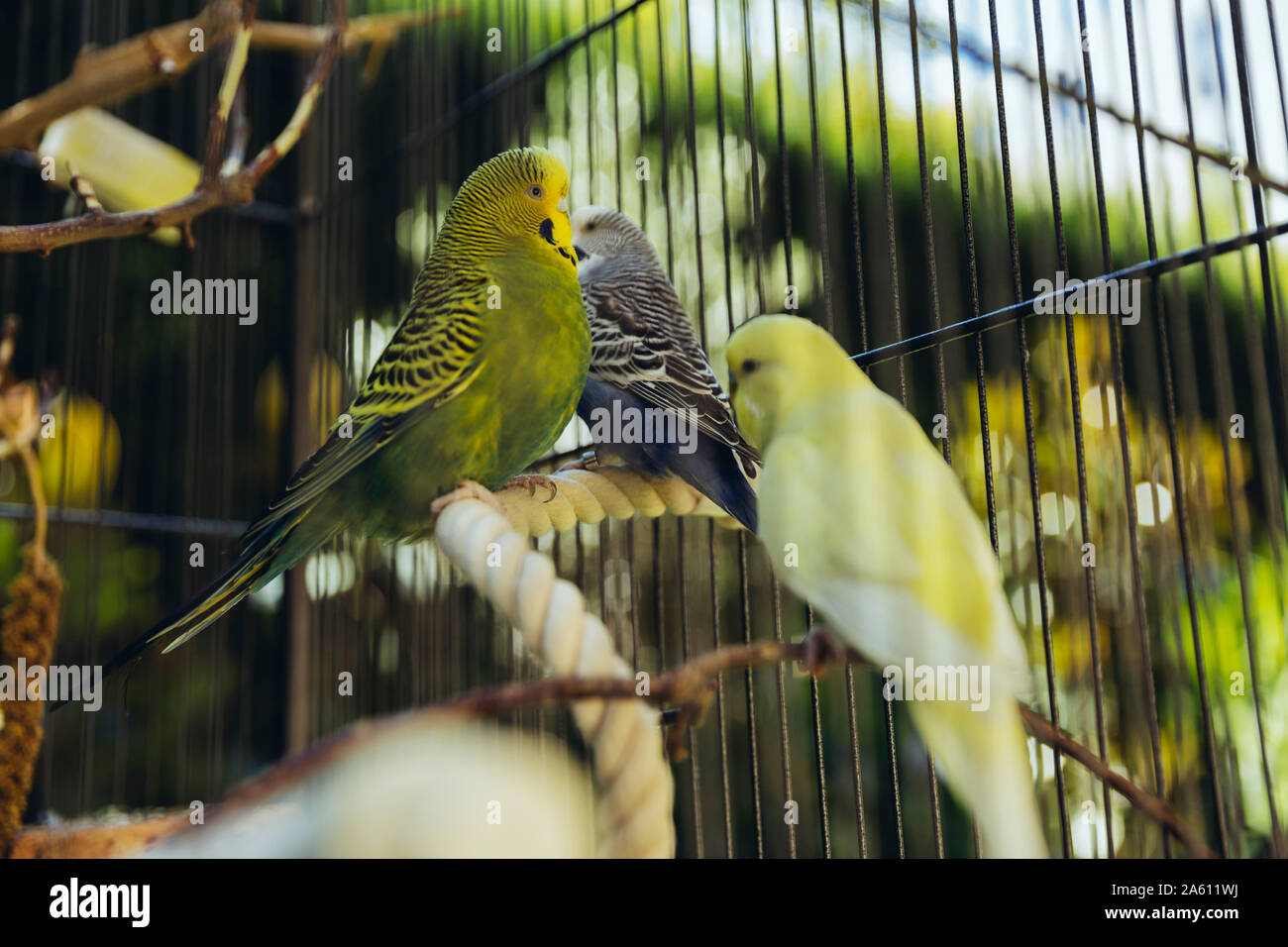 Budgies sitting in a cage on a twig Stock Photo