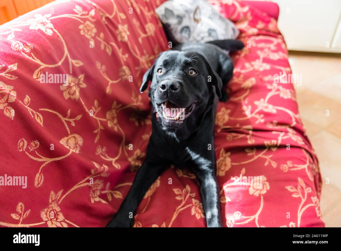 Portrait of dog lying on couch at home Stock Photo - Alamy