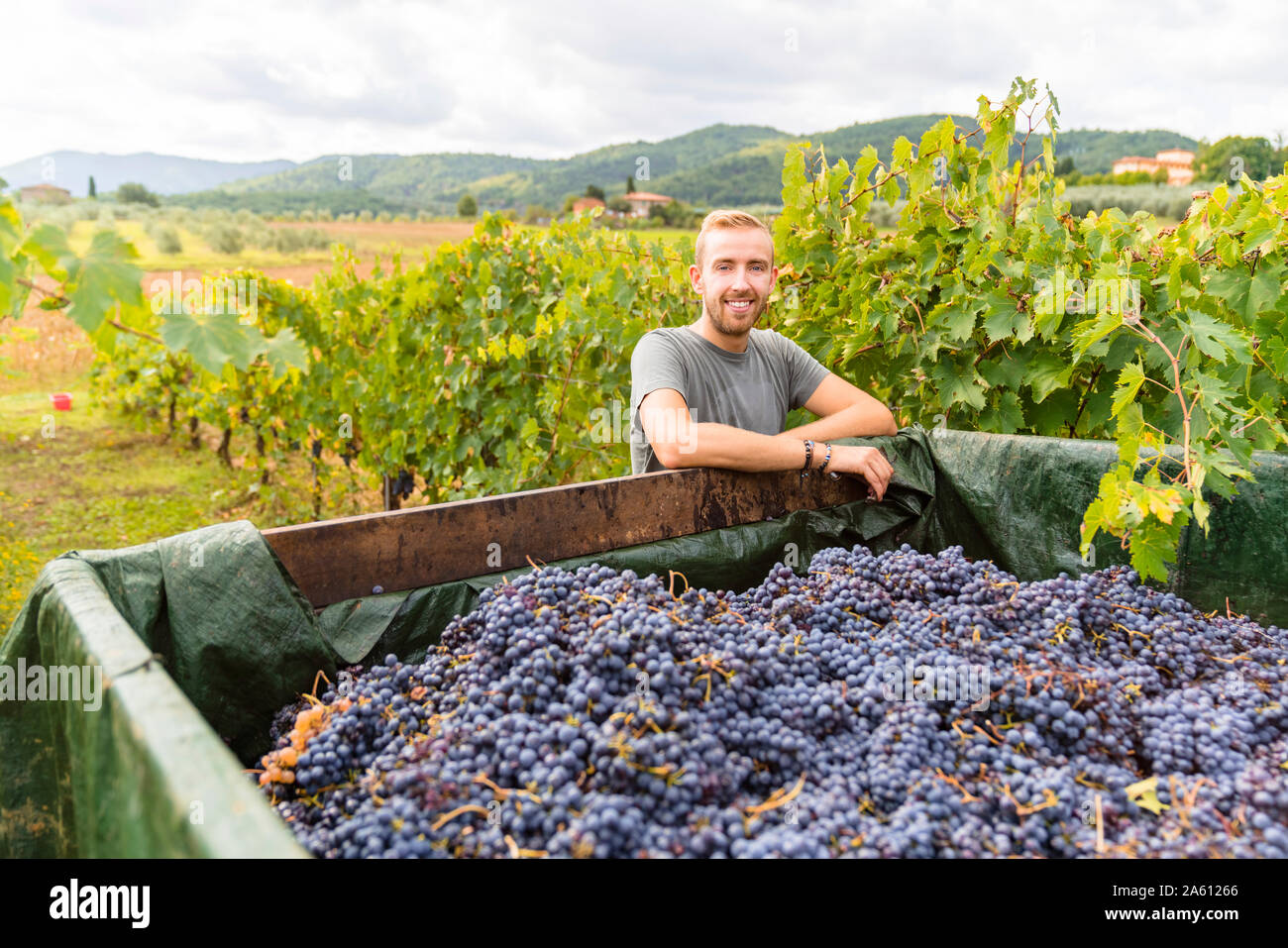 Portrait of smiling young man at trailer with harvested grapes in vineyard Stock Photo
