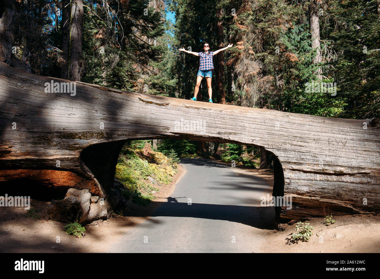 Woman standing on top of a Tunnel Log in Sequoia National Park, California, USA Stock Photo