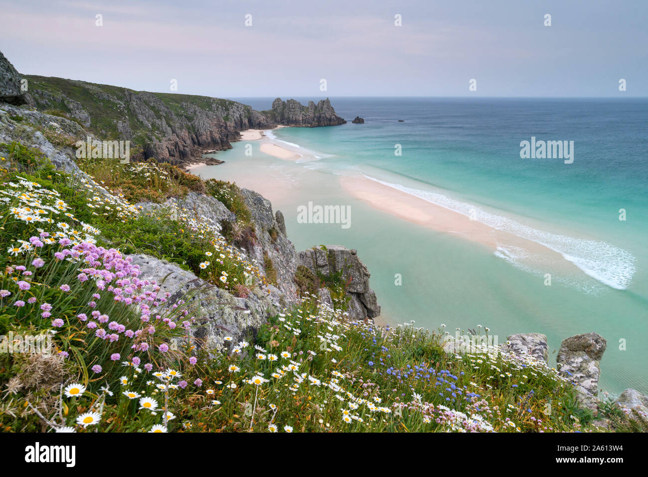 Wildflowers in spring on the cliffs above Pednvounder Beach and Logan Rock, Cornwall, England, United Kingdom, Europe Stock Photo