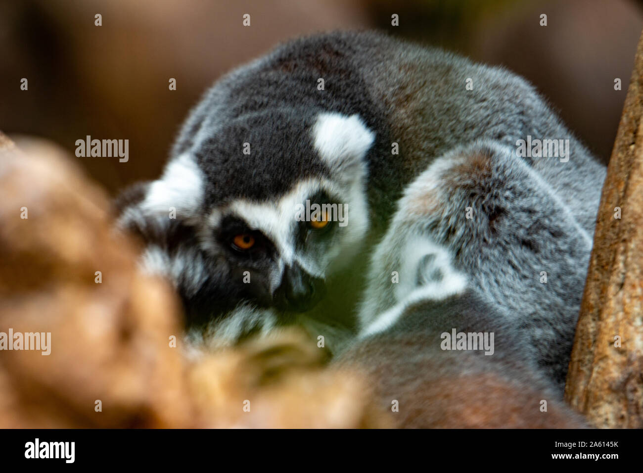 Ring-tailed lemurs (Lemur catta) huddle together on a cold autumn morning to stay warm Stock Photo