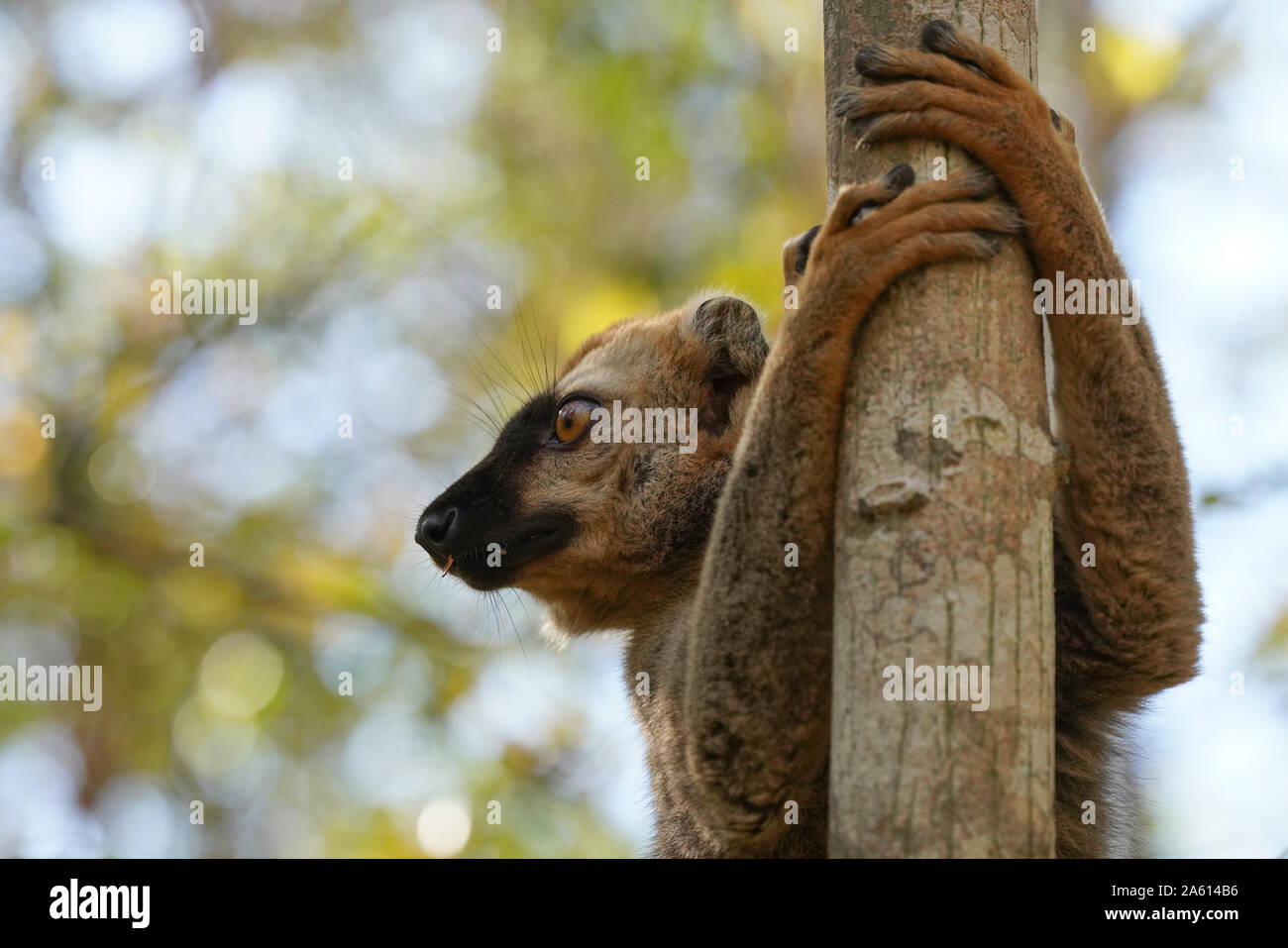 Red-fronted lemur (Eulemur rufifrons), Reserve Forestiere de Kirindy, Kirindy Forest, Western Madagascar, Africa Stock Photo