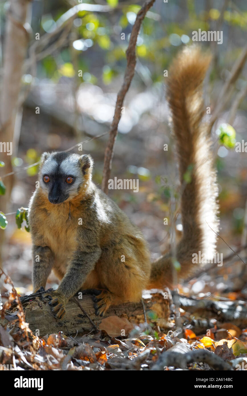 Red-fronted lemur (Eulemur rufifrons) female, Reserve Forestiere de Kirindy, Kirindy Forest, Western Madagascar, Africa Stock Photo