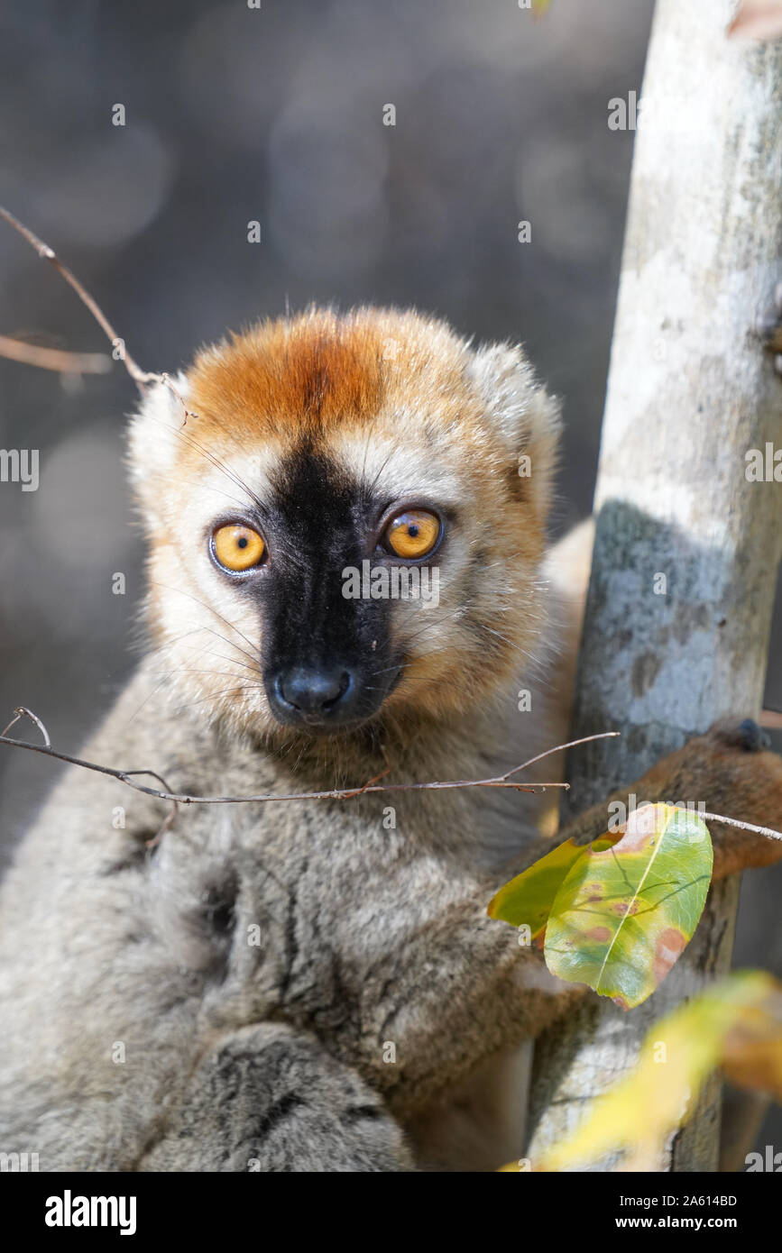 Red-fronted lemur (Eulemur rufifrons) male, Reserve Forestiere de Kirindy, Kirindy Forest, Western Madagascar, Africa Stock Photo