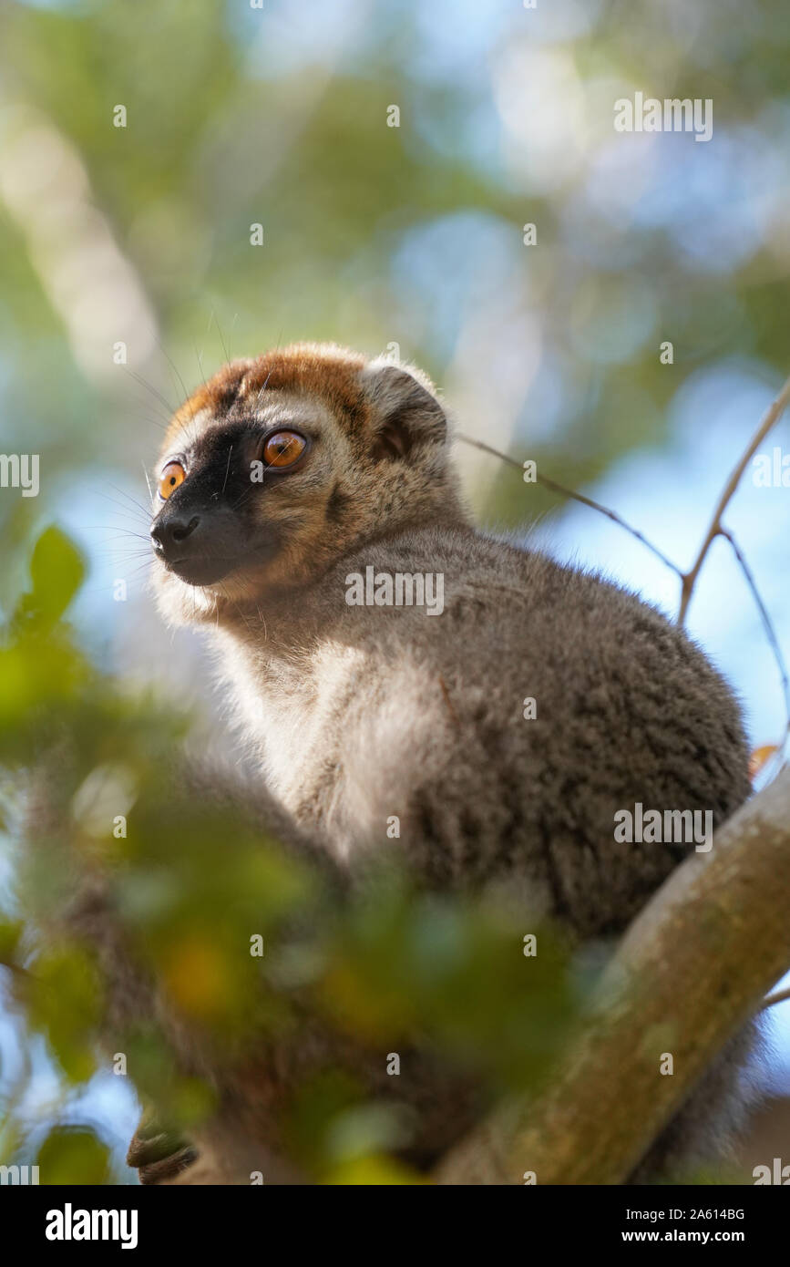 Red-fronted lemur (Eulemur rufifrons) male, Reserve Forestiere de Kirindy, Kirindy Forest, Western Madagascar, Africa Stock Photo