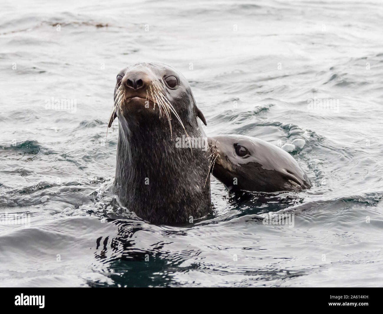 Northern fur seals (Callorhinus ursinus), Bering Island, Commander Island Group, Kamchatka, Russia, Eurasia Stock Photo