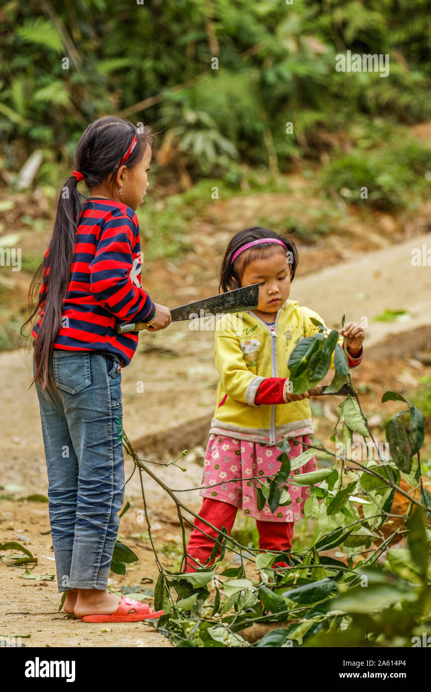 Pu Luong Nature Reserve, Thanh Hoa / Vietnam - March 10 2019: Pu Luong Nature Reserve, Thanh Hoa / Vietnam - March 10 2019: Little girls cutting leave Stock Photo