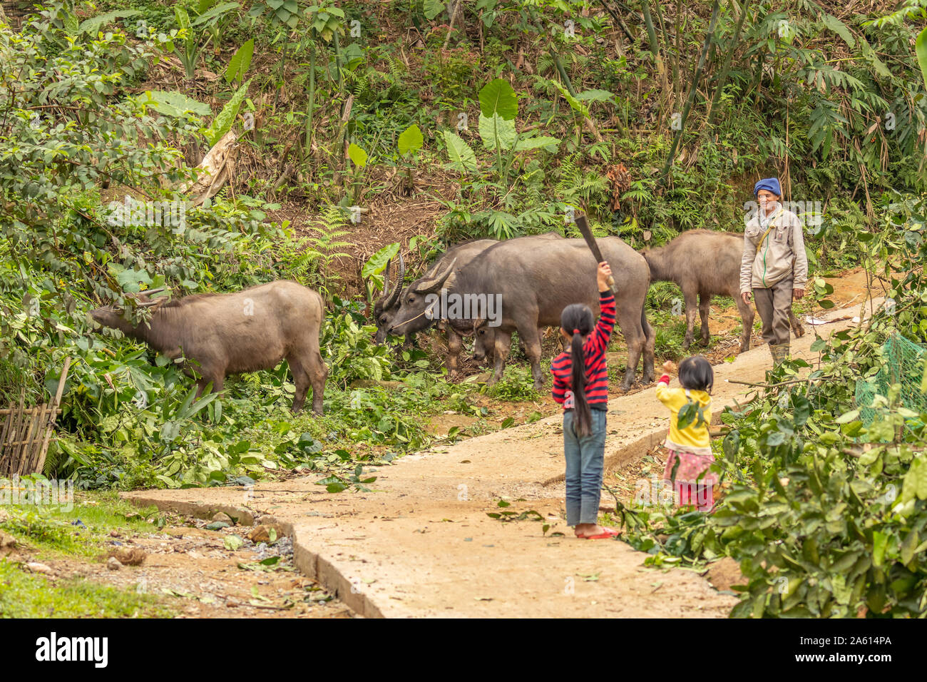Pu Luong Nature Reserve, Thanh Hoa / Vietnam - March 10 2019: Little girls welcome a farmer with his water Buffalo. Stock Photo