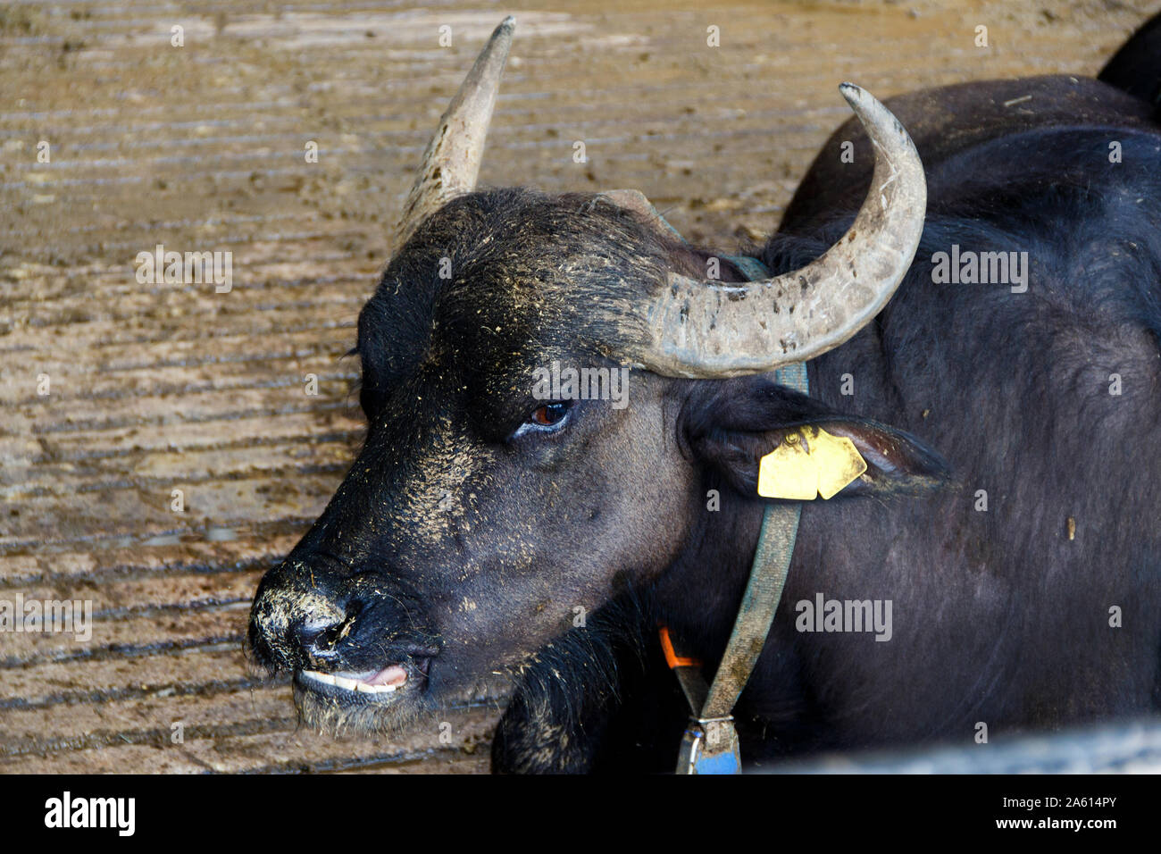 Buffalo breeding hi-res stock photography and images - Alamy
