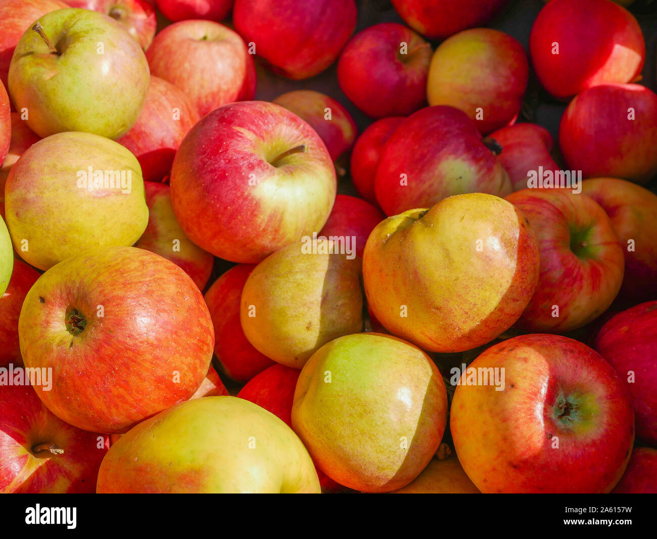 red-yellow apples in the sun. Many red and yellow apples, colorful ...