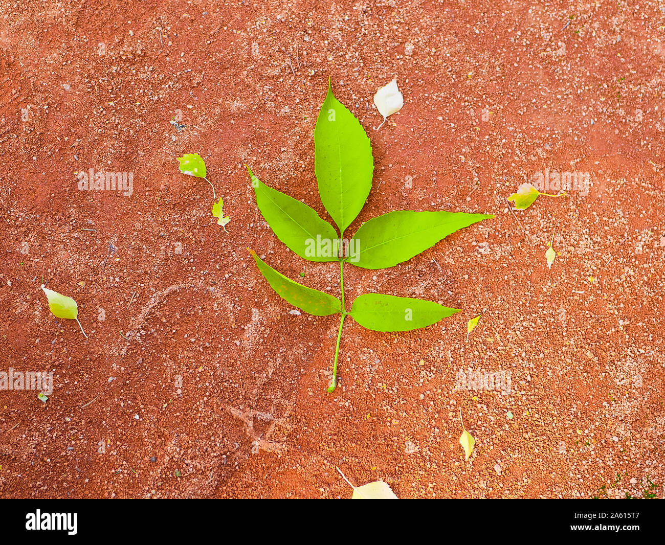 green leaf on an orange background. Bright big green leaf orange background. Bright leaves on an abstract background. creative design Stock Photo