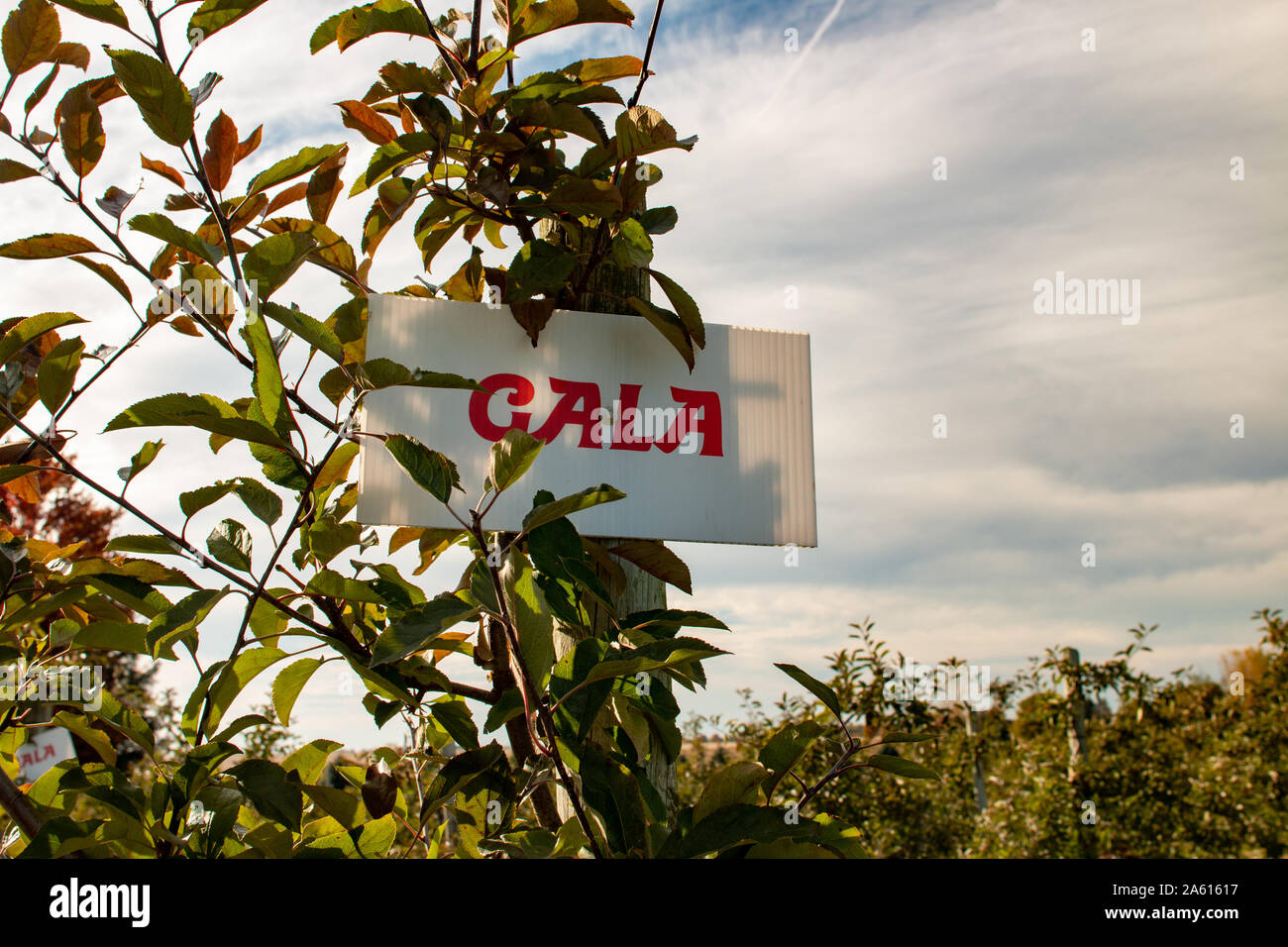Apple Orchard. Gala apples growing on an orchard Stock Photo Alamy