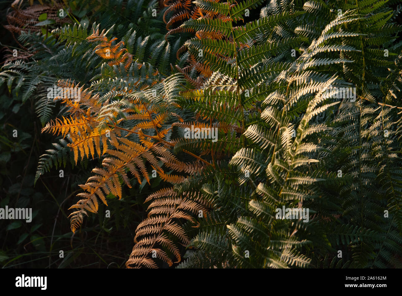 Brown, orange and green ferns photographed with low sunlight, rich colours and a film style edit with a dark background. lots of detail and quality Stock Photo