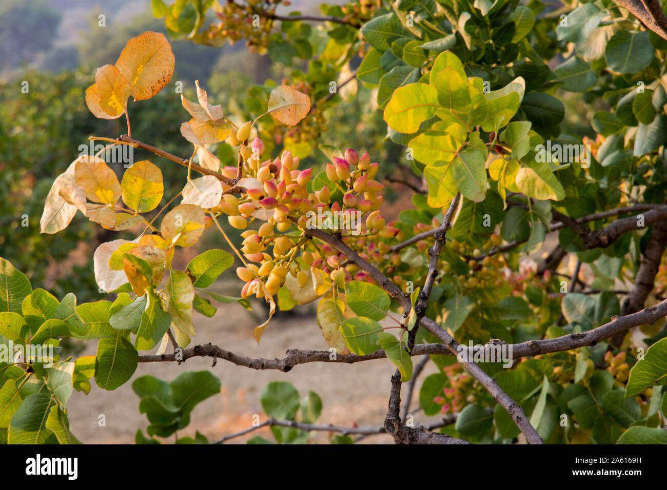 pistachio tree at sunset at Aegina in Greece Stock Photo Alamy