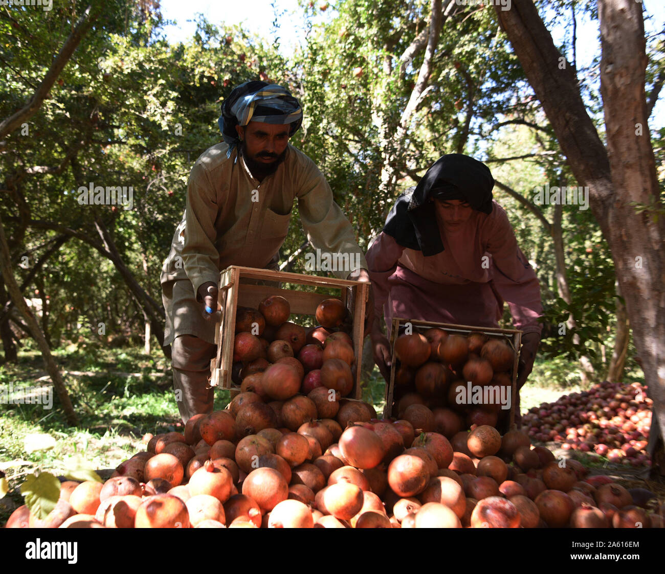 Kandahar, Afghanistan. 21st Oct, 2019. Afghan farmers pile up harvested pomegranates at an orchard in Arghandab district of Kandahar province, Afghanistan, Oct. 21, 2019. The southern Kandahar province is famous for its flavorsome pomegranates while Local pomegranate farmers are looking forward to find bigger markets outside of their war-battered country. Credit: Sanaullah Seaim/Xinhua/Alamy Live News Stock Photo