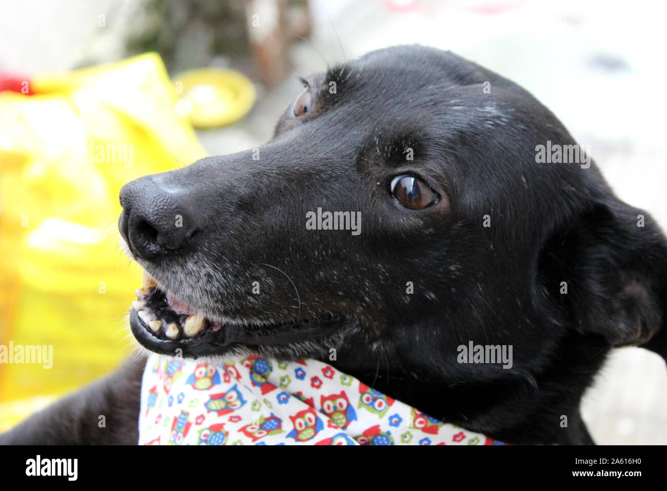Old black dog taken from the streets and adopted by an abandoned pet caregiver. The dog plays happily and look with passion at its owner Stock Photo