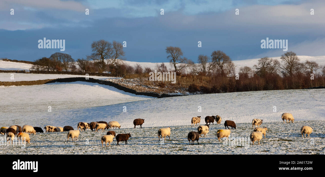 Sheep in snow, Eden Valley, Lower Pennines, Cumbria, England, United Kingdom, Europe Stock Photo