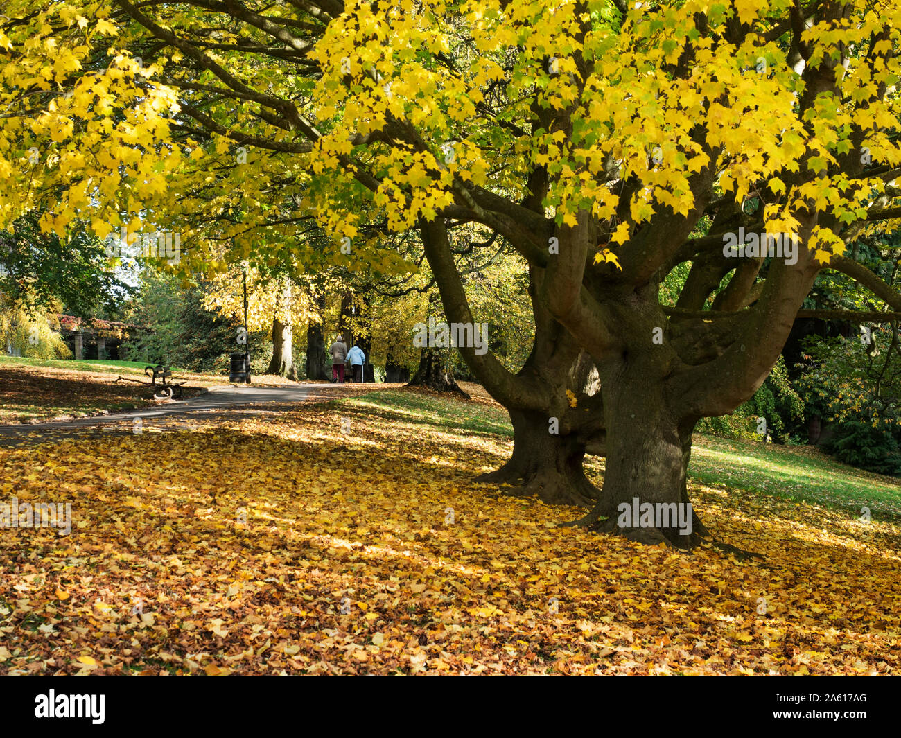 Autumnal lime trees in Valley Gardens Harrogate North Yorkshire England ...