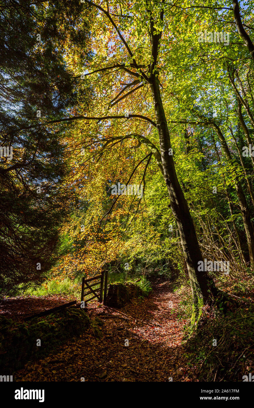 A footpath through Buckholt Wood in the Autumn, Cotswolds, England ...