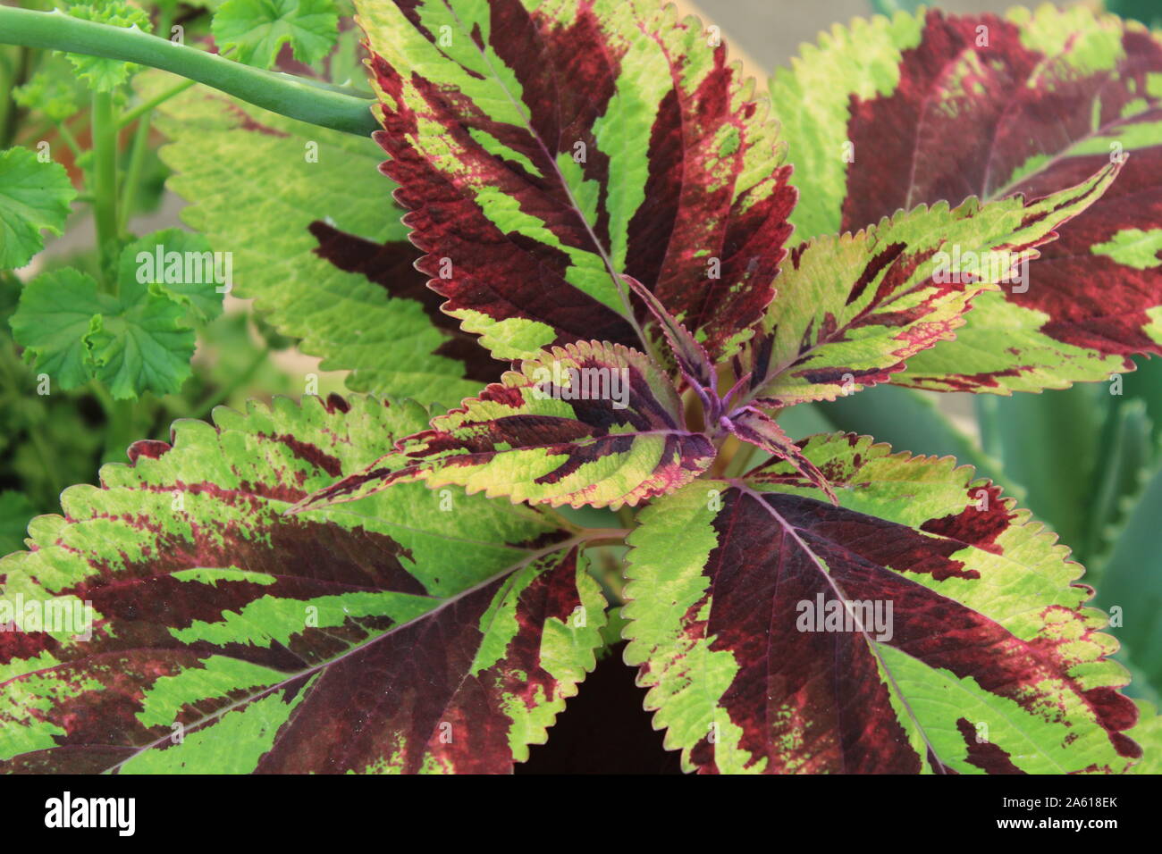 UK Cumbria, Plants and Gardens, Autumn, Foliage. Perennial Coleus