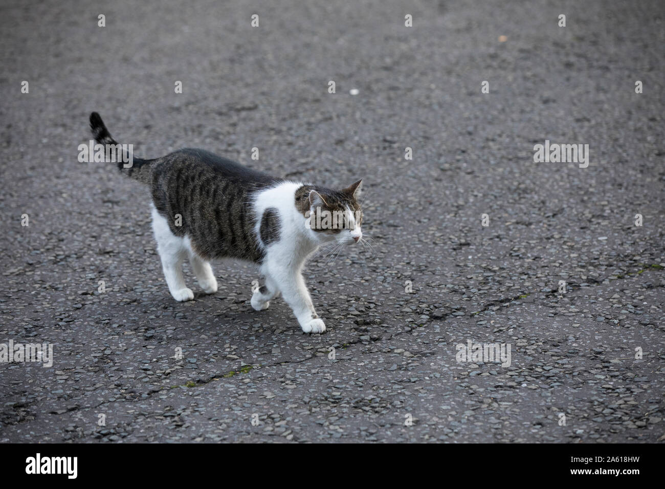 Larry the cat outside 10 Downing Street where he is the current Chief Mouser to the Cabinet Office, Whitehall, London, UK Stock Photo