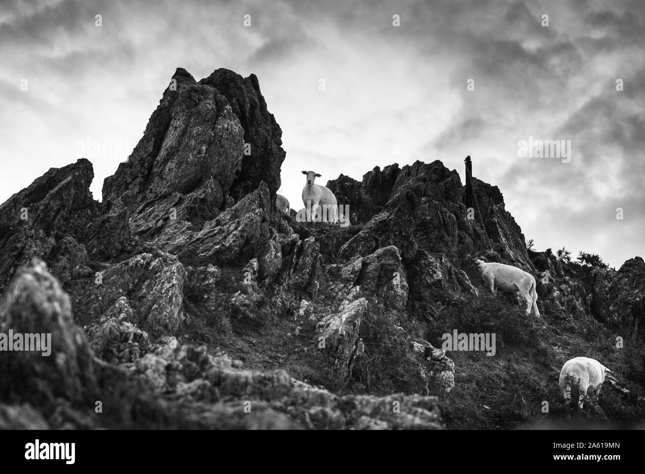 Sheep exploring jagged rock face off of start point lighthouse in south devon, shot in monochrome with a contrasty cloudy sky and a low angle. Stock Photo