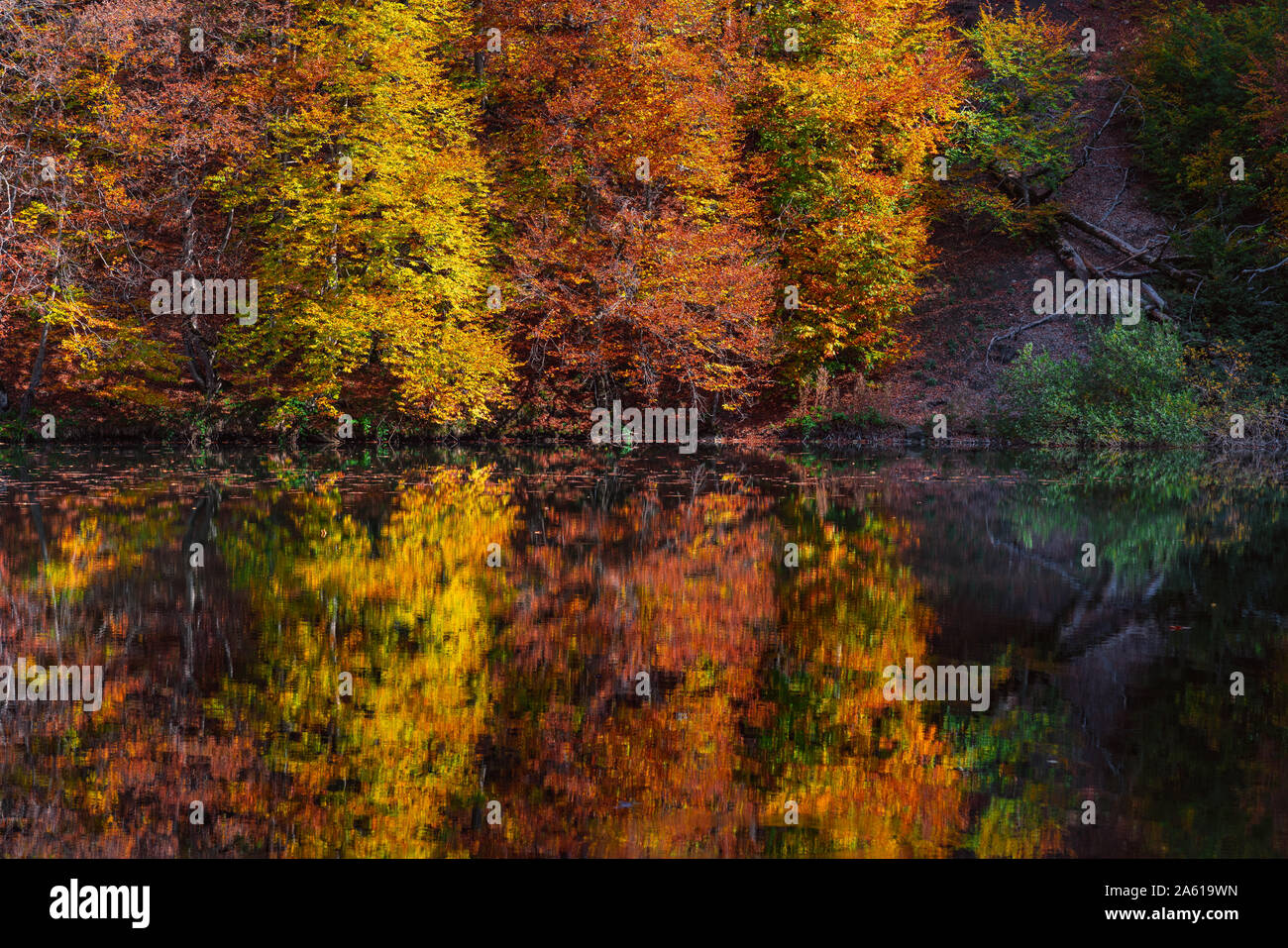 Reflection of colorful autumn trees in a lake Stock Photo - Alamy