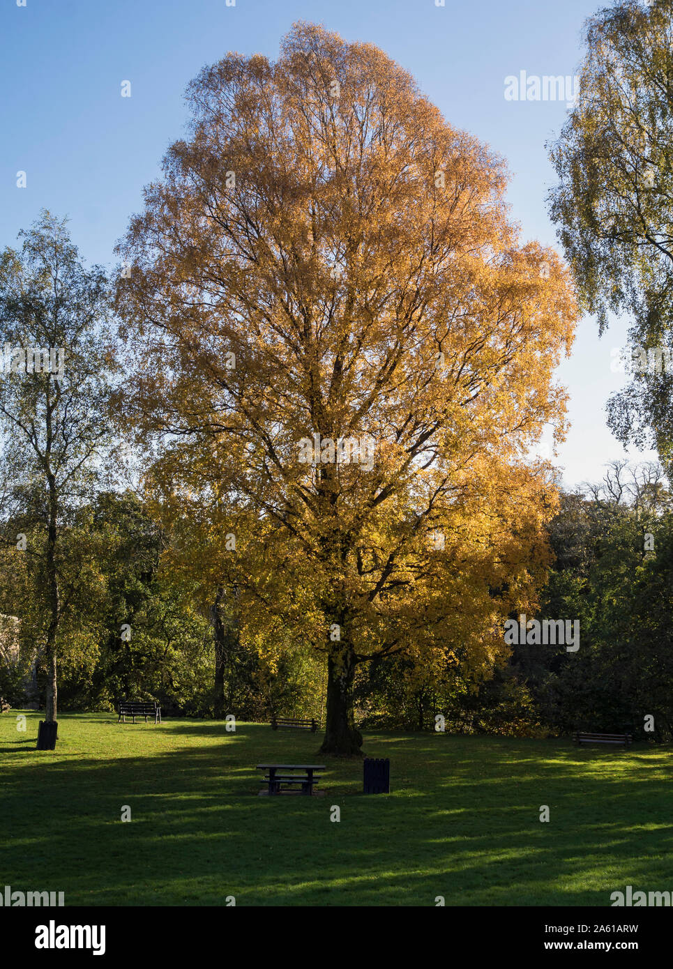 Birch Tree in autumn foliage Stock Photo