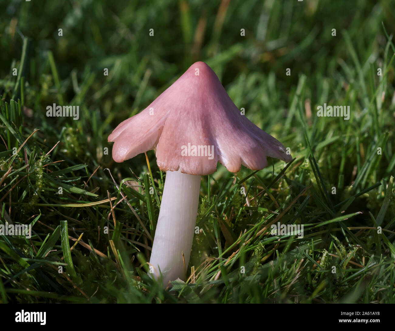 Pink Waxcap (Porpolomopsis calyptriformis or Humidicutis calyptriforms) also known as The Ballerina. Previously known as Hygrocybe calyptriformis Stock Photo