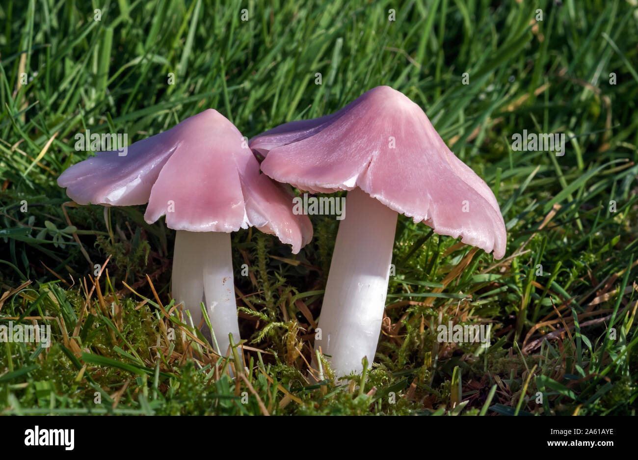Pink Waxcap (Porpolomopsis calyptriformis or Humidicutis calyptriforms) also known as The Ballerina. Previously known as Hygrocybe calyptriformis Stock Photo