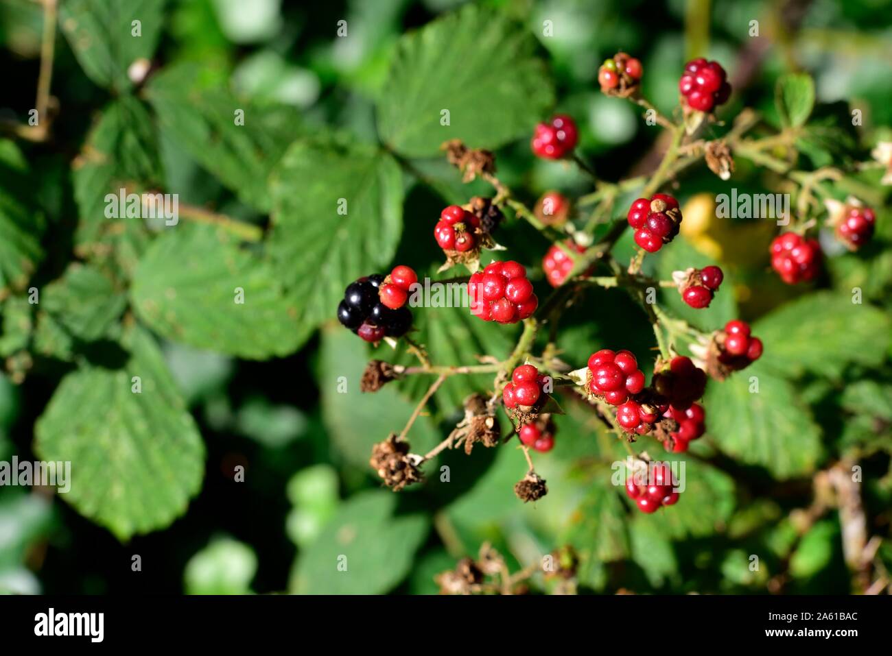Wild brambles hi-res stock photography and images - Alamy