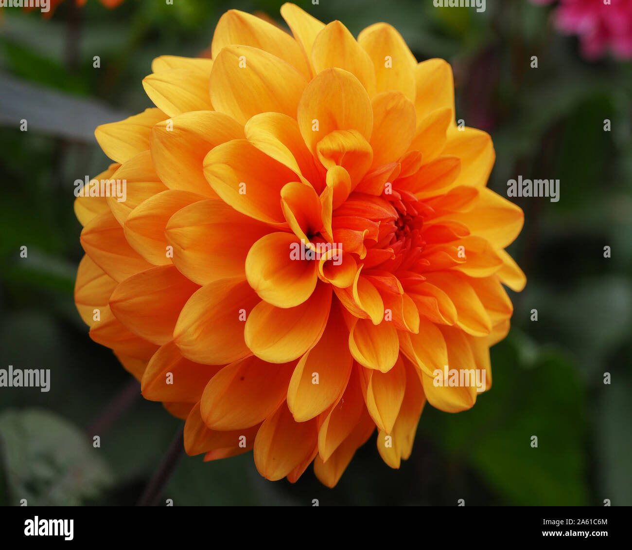 Beautiful Orange Dahlia David Howard Flower In A Garden Stock Photo