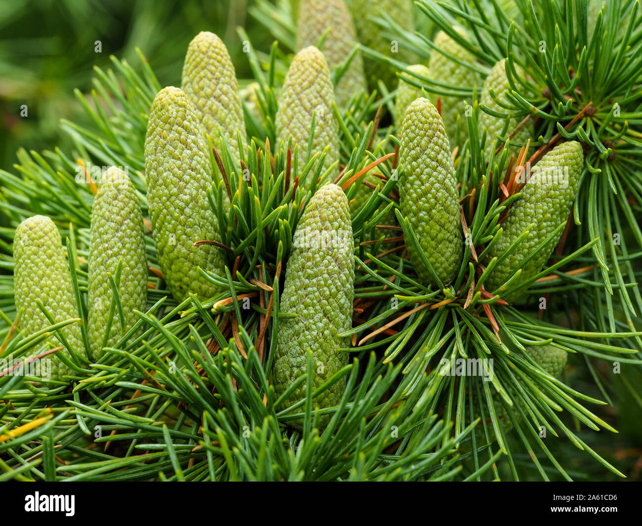 Green upright cones on a branch of a weeping Deodar cedar tree (Cedrus deodara 'Pendula') Stock Photo